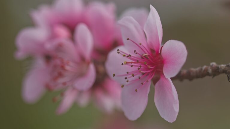 Monatsrückblick März 2024: Alles blüht