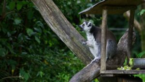 Parco Natura Viva: Eine tierische Reise um die Welt