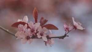 Blühkalender Wien: Blütezeiten & Fotospots von Februar bis Juni