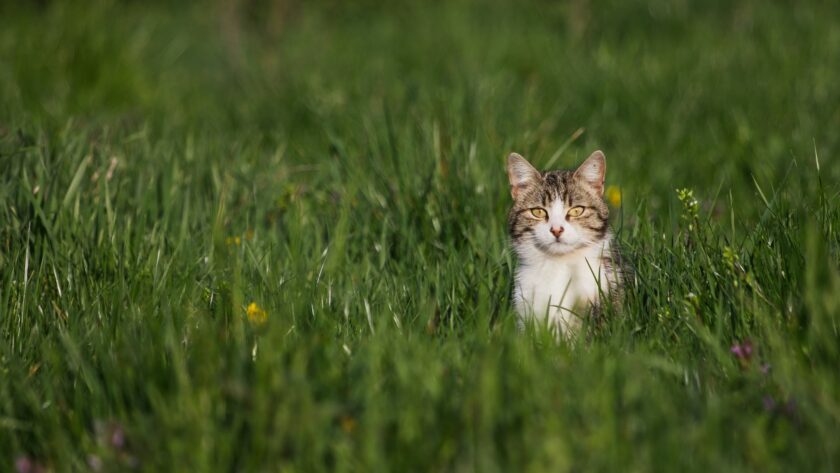 Katze im Gras