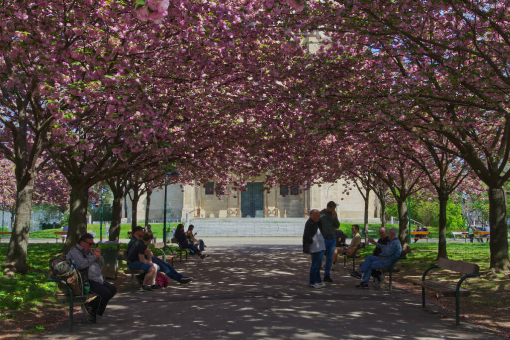 Kirschbäume am Mexikoplatz
