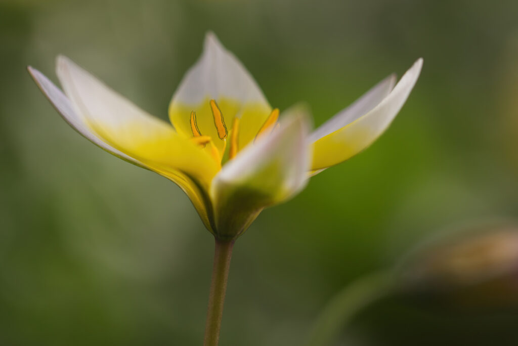 Sterntulpe