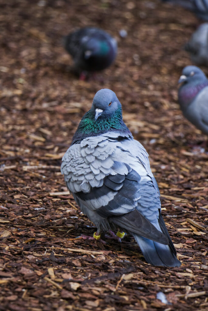 Taube im Stadtpark