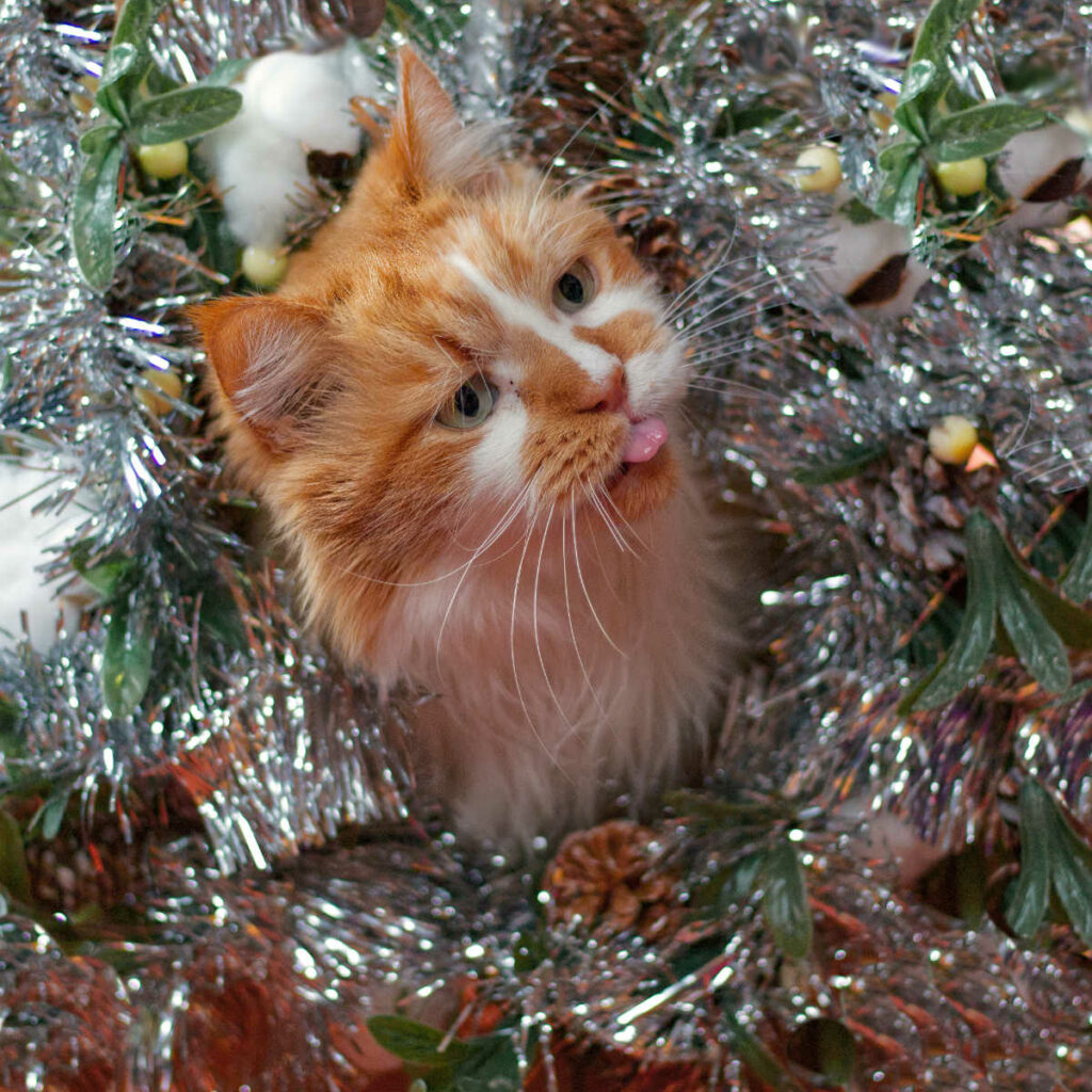 Lenny beim Weihnachtsshooting