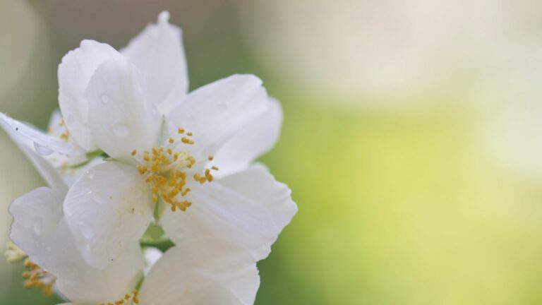 Monatsrückblick Mai 2024: Durchwachsen