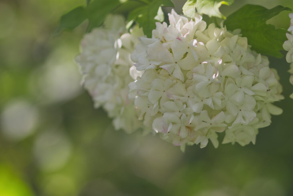 Schneeball-Hortensie