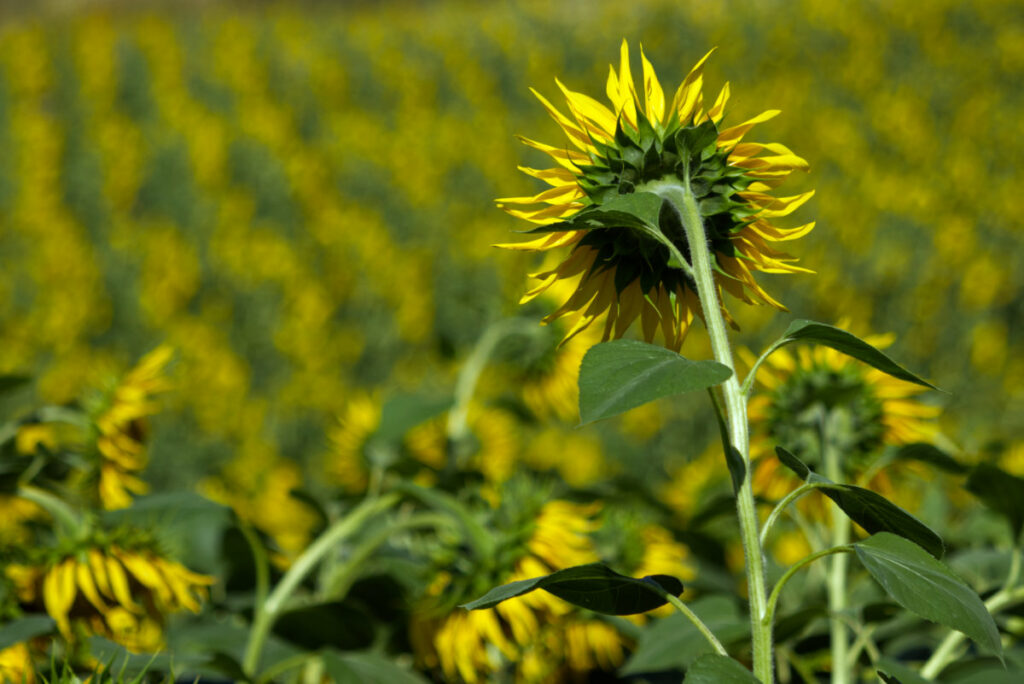 Sonnenblumen