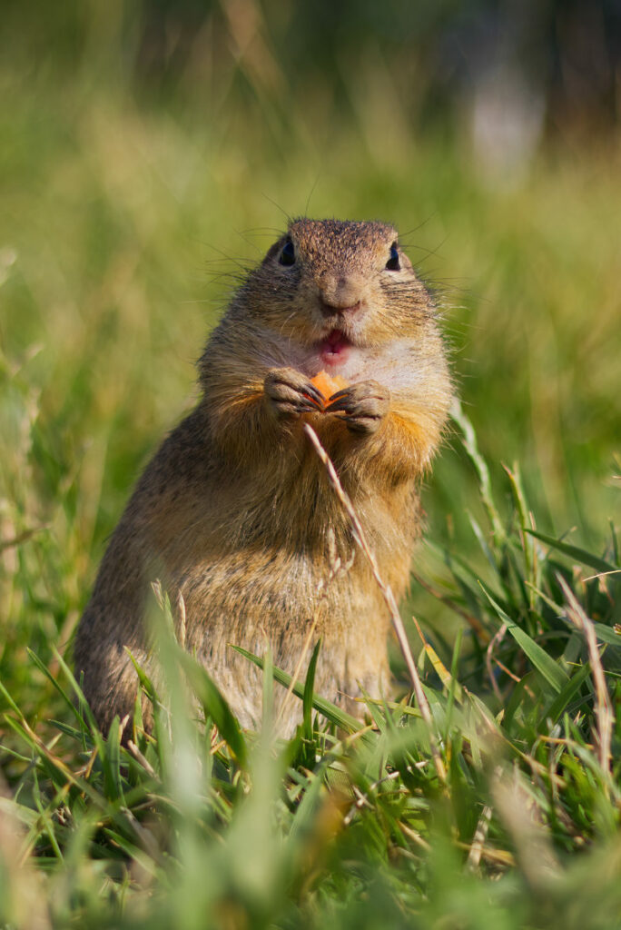 Ziesel frisst Karotte