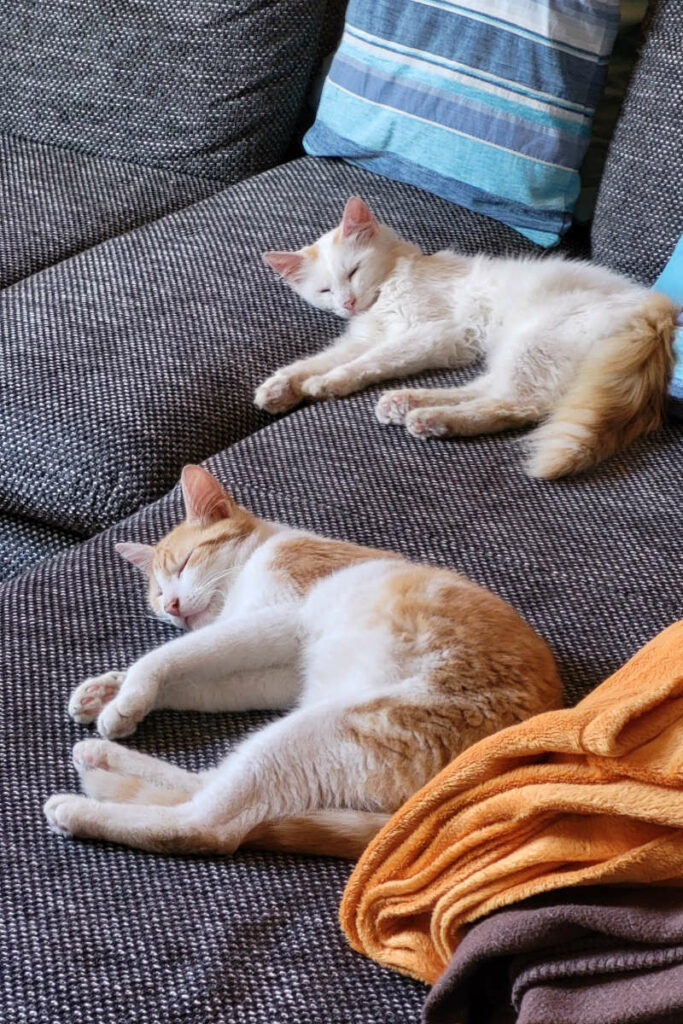 Yoshi und Felix beim Schlafen auf der Couch