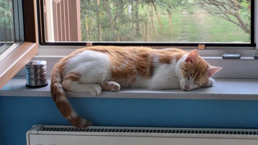 Felix beim Schlafen auf dem Fensterbrett