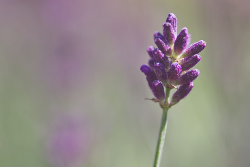 Lavendel