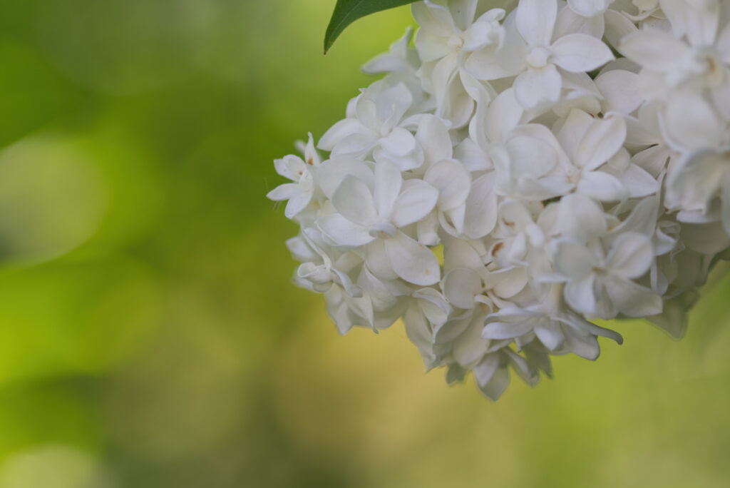 Hortensie