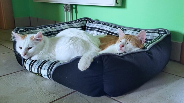 Tagebuch von Felix #1: Wie aus Daisy Yoshi wurde