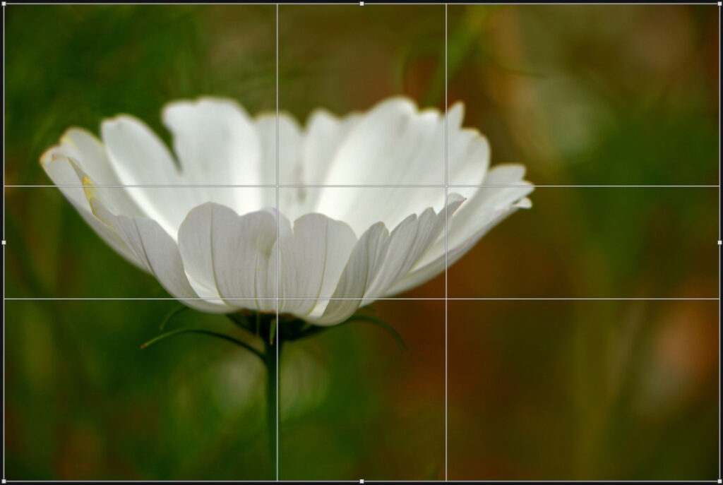 Cosmea im Goldenen Schnitt fotografiert