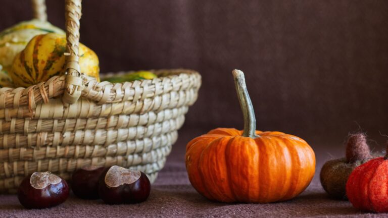 Monatsrückblick Oktober 2024: Die Meowdels bitte vor die Kamera