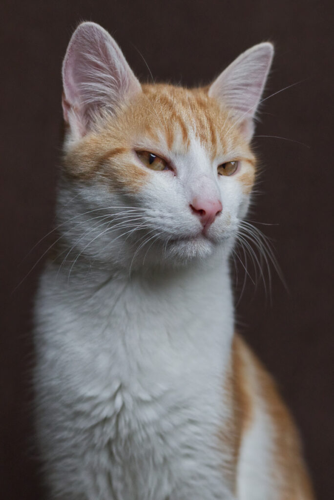 Felix mit skeptischem Blick