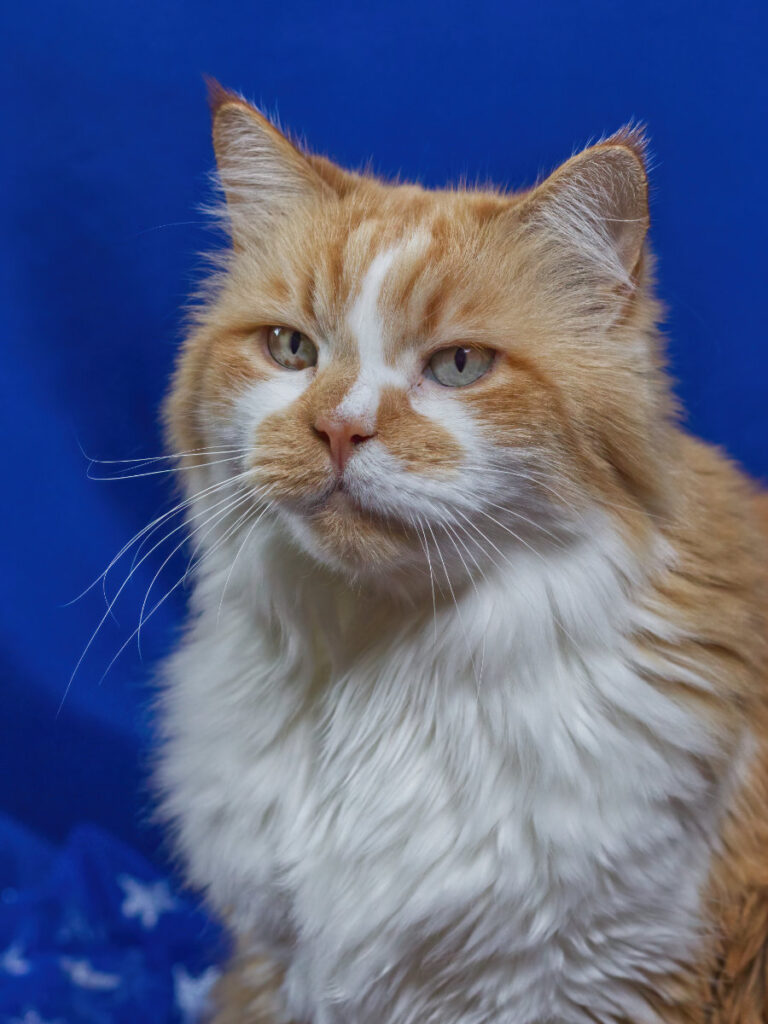 Lenny beim Weihnachts-Fotoshooting