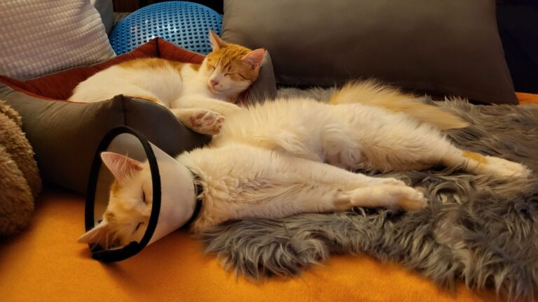 Monatsrückblick Dezember 2024: Überraschung!