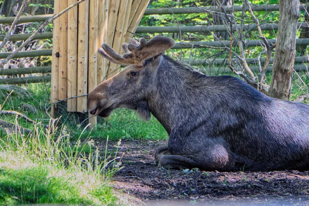 Elch in Skansen