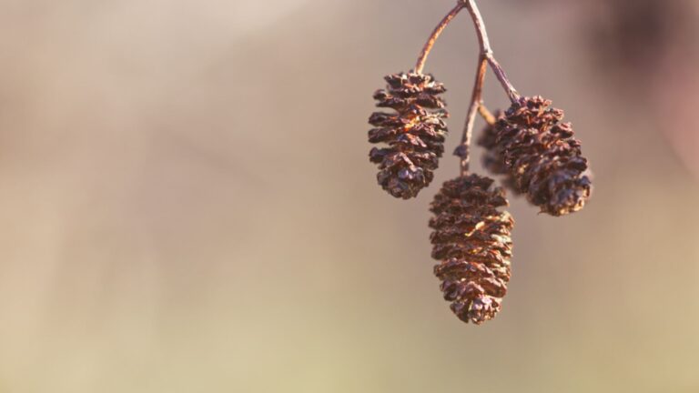 Monatsrückblick Jänner 2025: Meine Website und ich