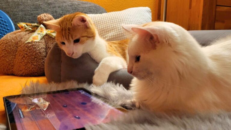 Monatsrückblick Februar 2025: Geburtstage, Urlaub und zurück in die 90er