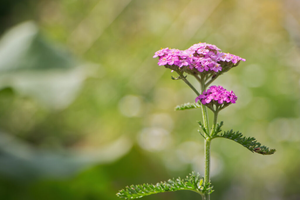 Schafgarbe im Botanischen Garten von Uppsala