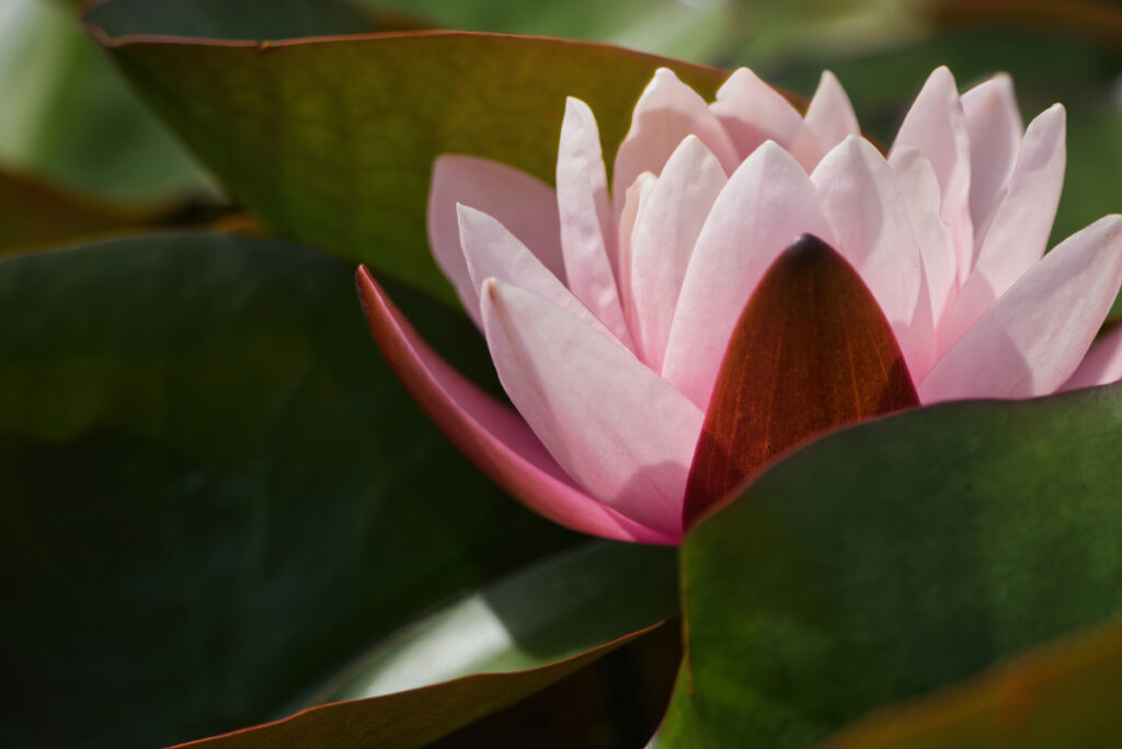 Seerose im Botanischen Garten von Uppsala