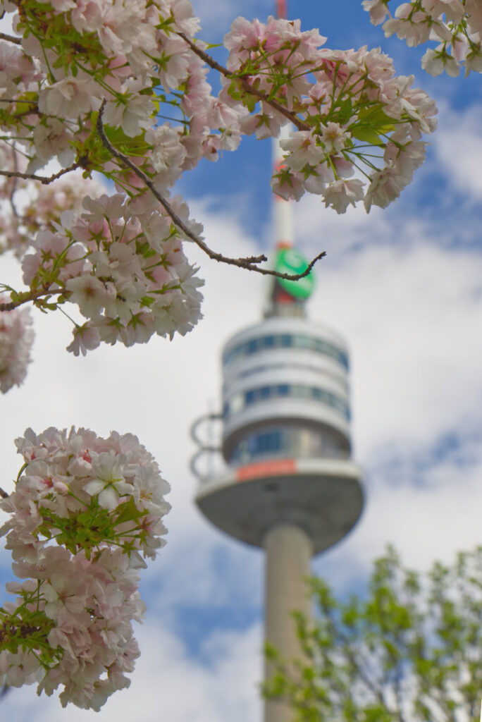 Donauturm mit Blüten