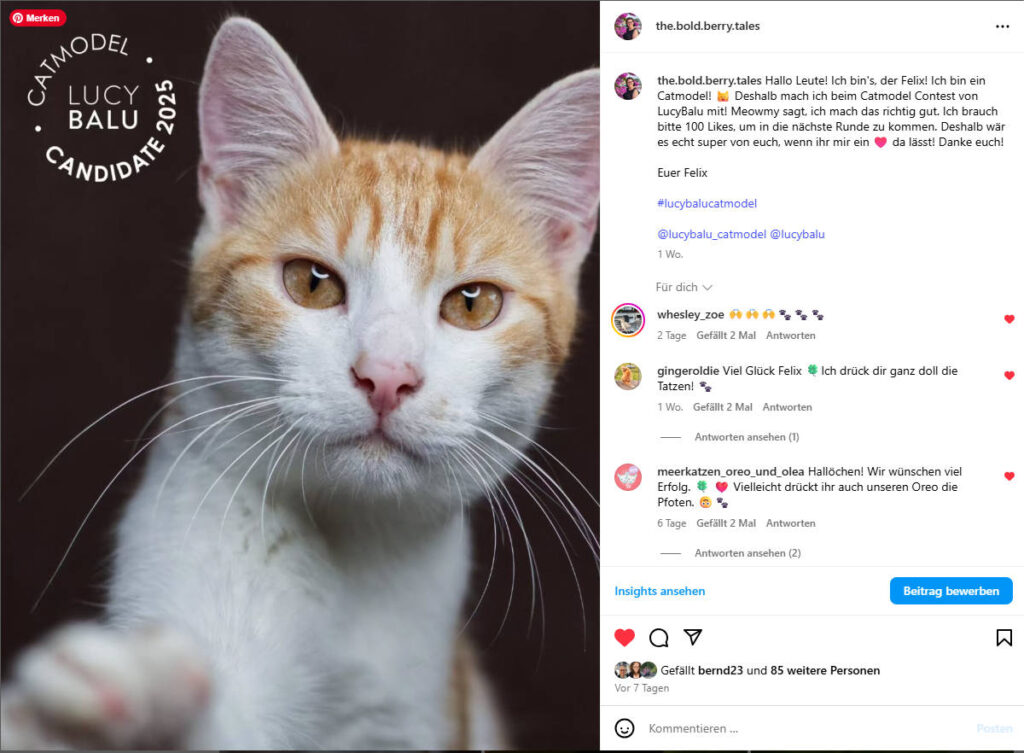 Bewerbungsfoto von Felix für den Catmodel Contest von LucyBalu
