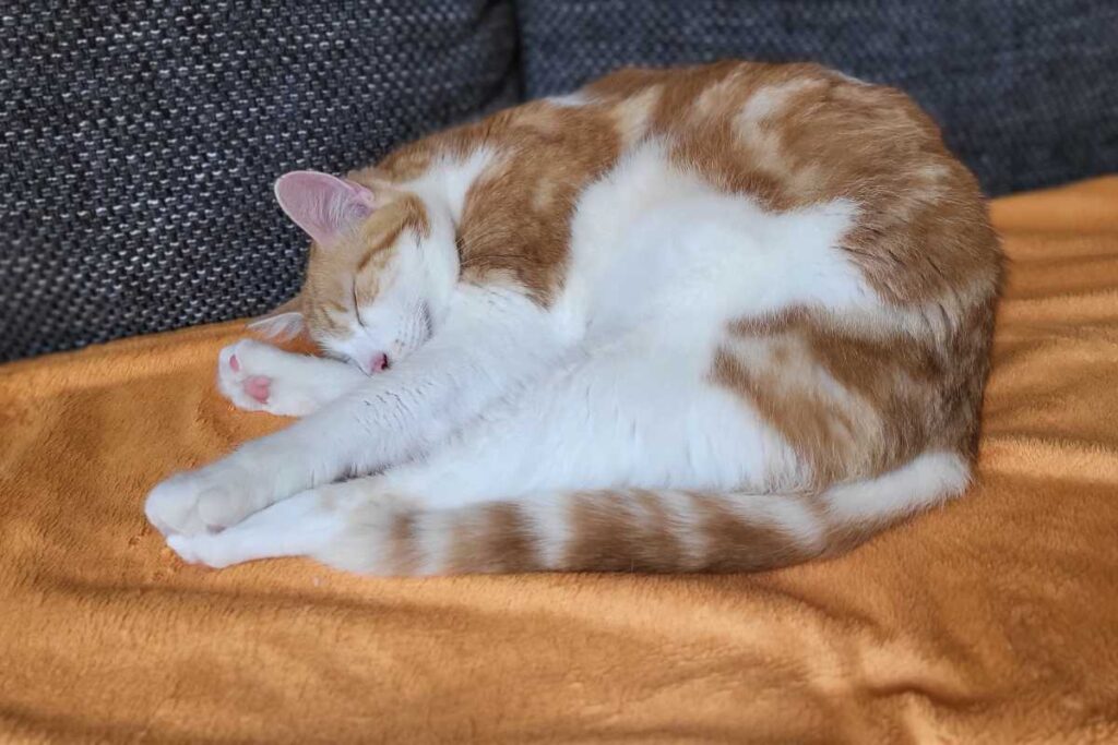 Felix schläft auf der Couch