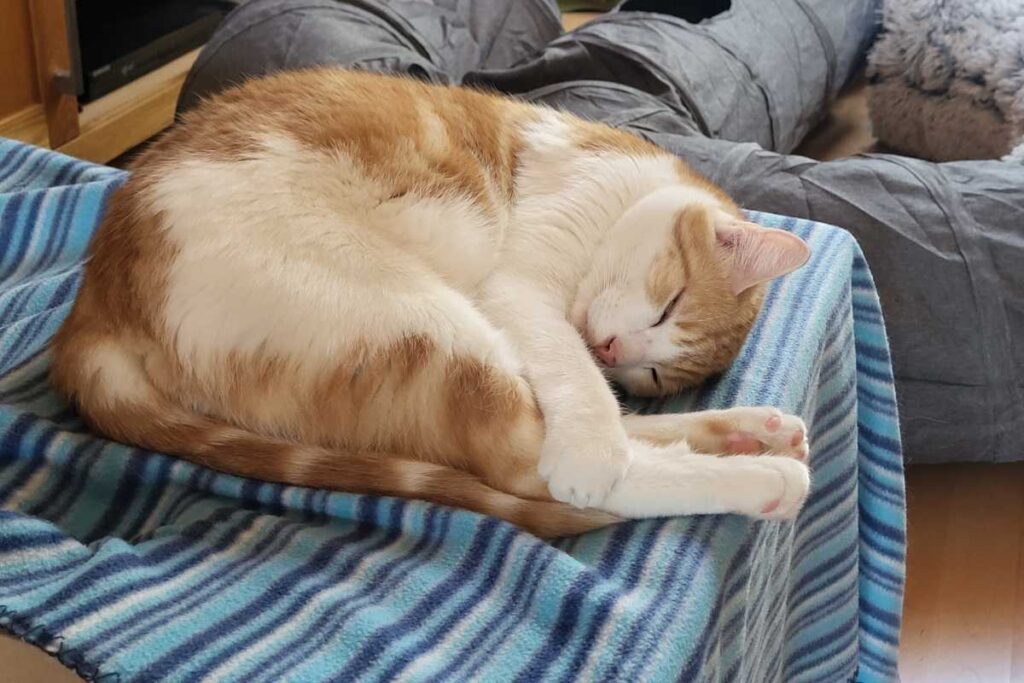 Felix schläft auf einer Schachtel