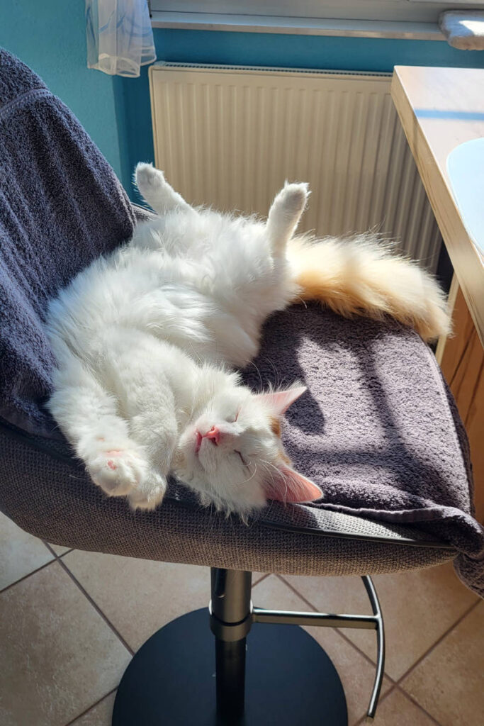Yoshi schläft am Barhocker