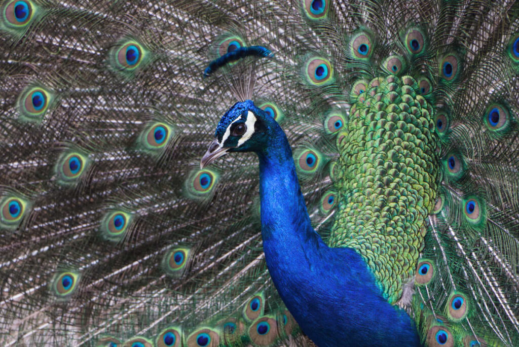 Pfau im Castelo de Sao Jorge