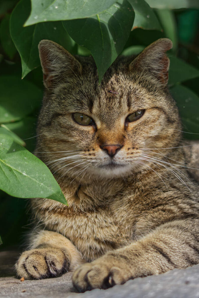 Streunerkatze Lauserl
