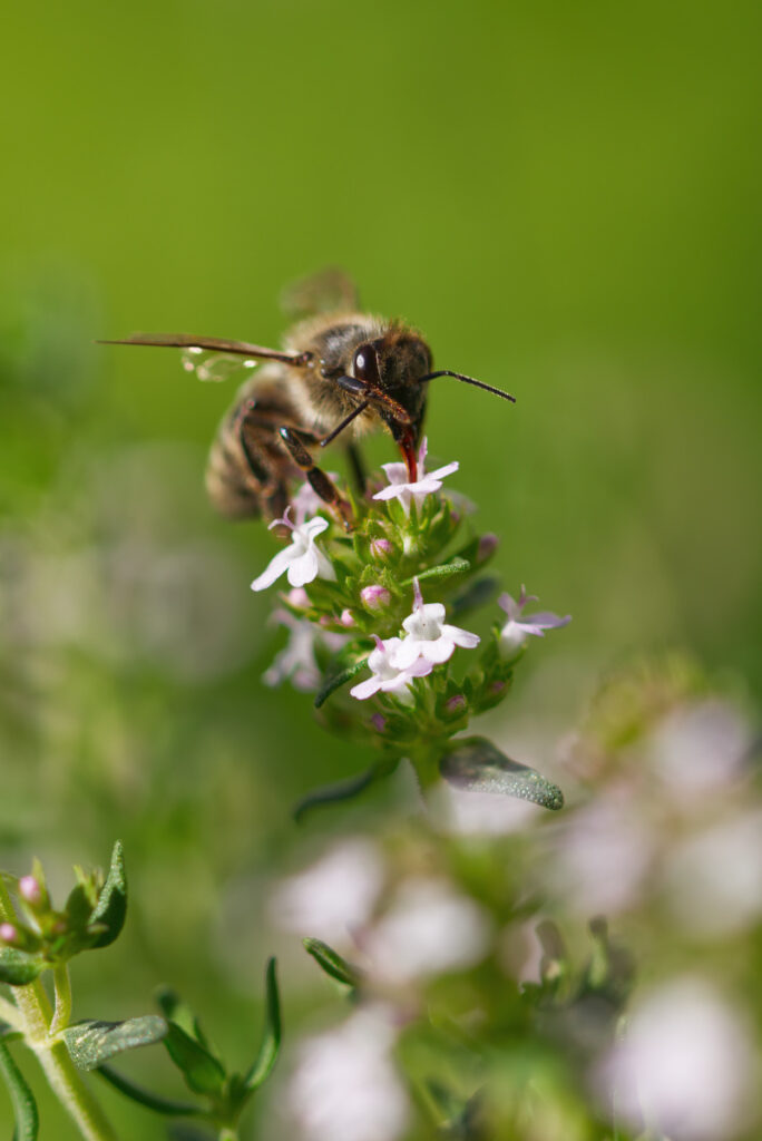 Biene auf Thymianblüte
