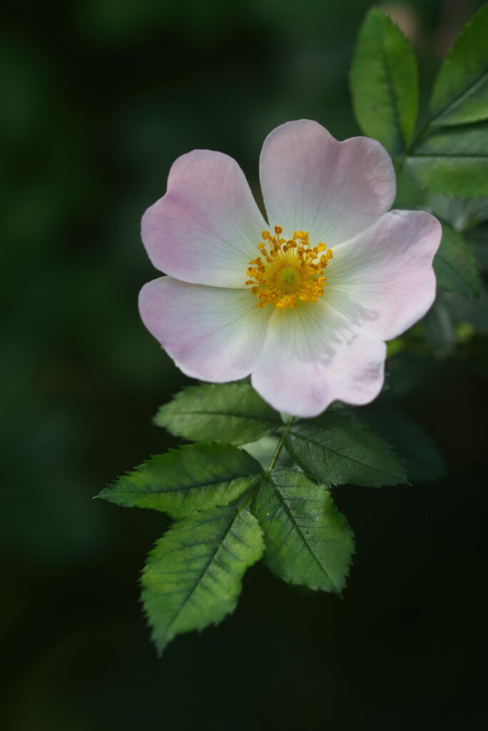 Heckenrose
