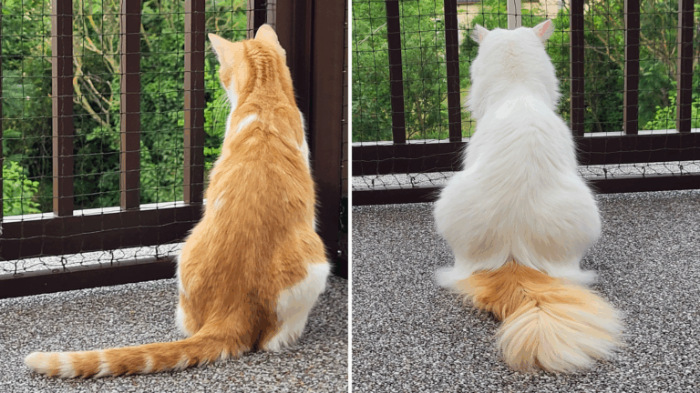 Monatsrückblick Juni 2025: Unser Sommerstart mit den Kitties