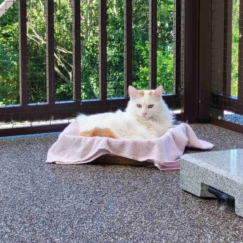 Yoshi chillt auf der Terrasse