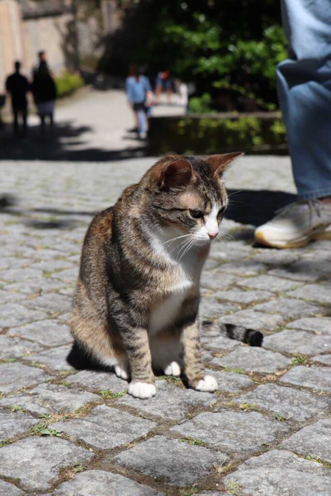 Katze im Park der Quinta da Regaleira