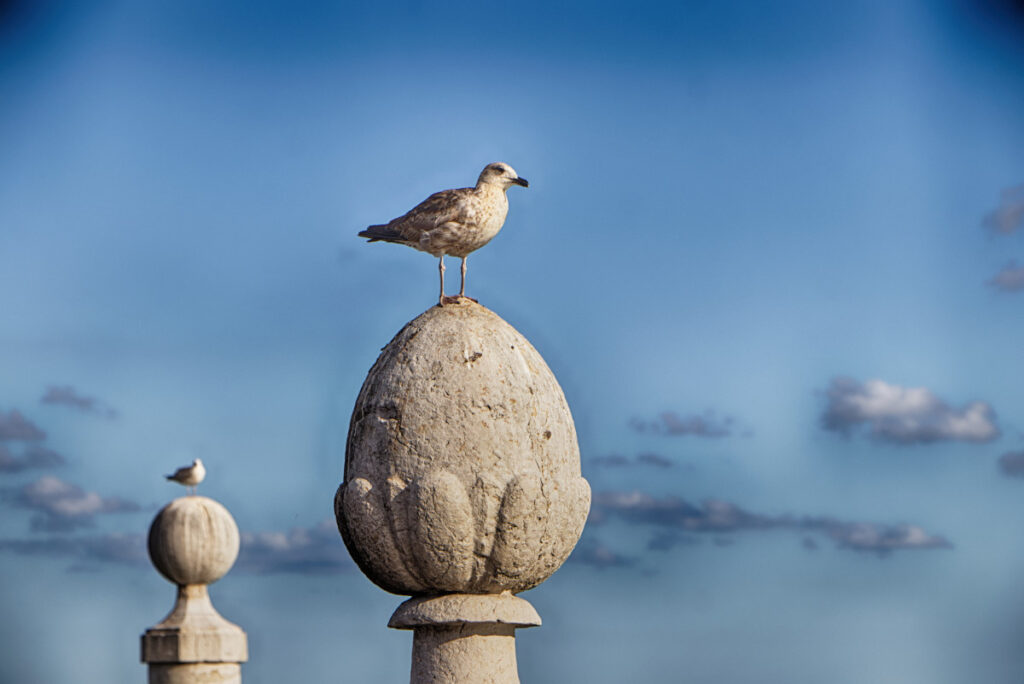 Möwe am Tejo-Ufer beim Praça do Comércio