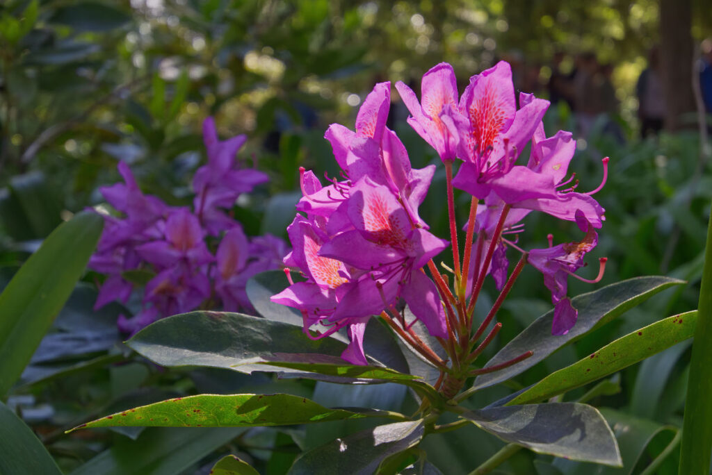 Rhododendron im Park der im Quinta da Regaleira