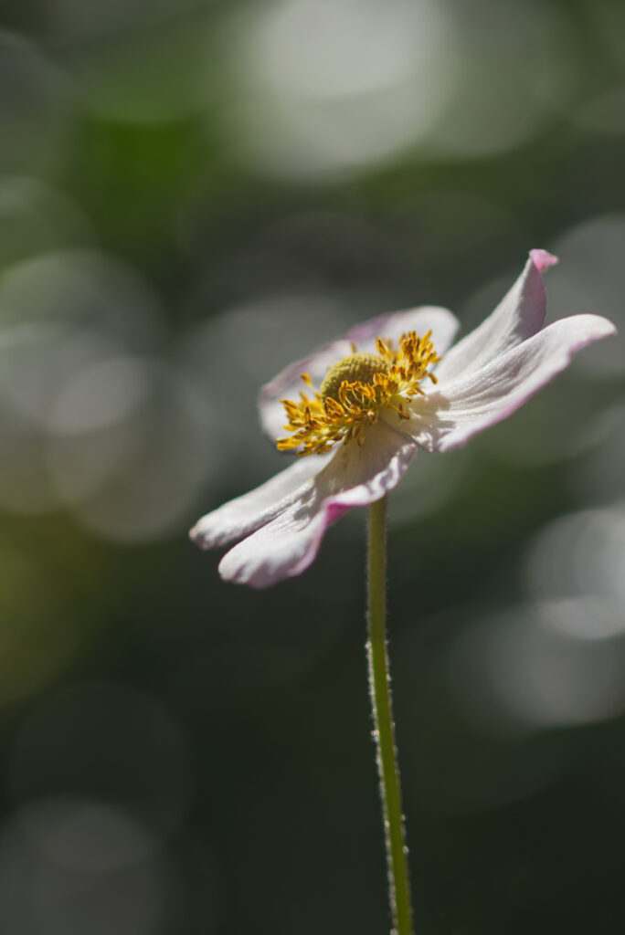 Buschwindröschen im Garten
