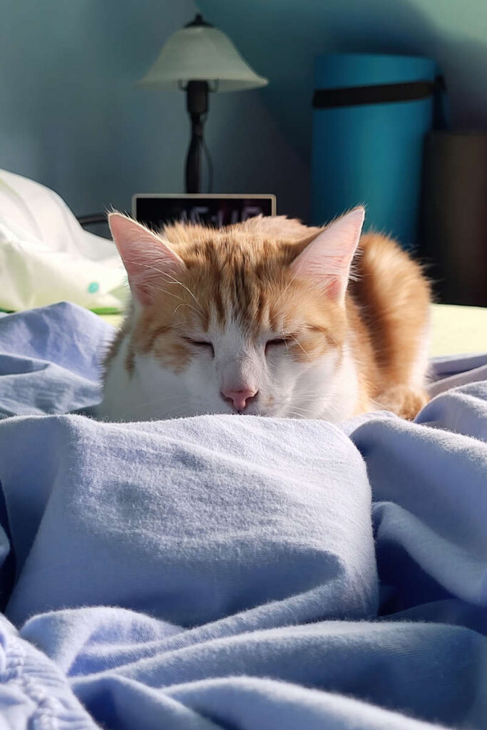 Felix im Bett