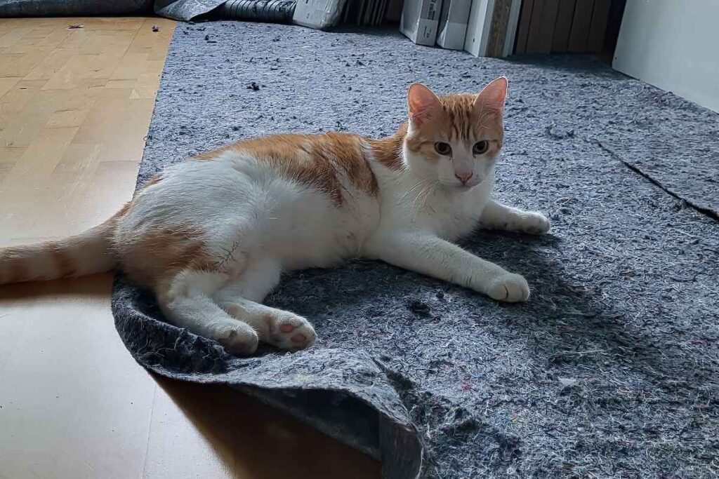 Felix nach der Zerstörung des Malervlieses
