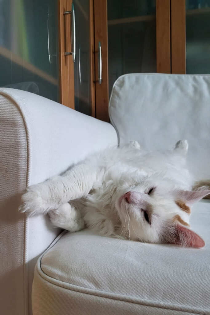 Yoshi auf der Couch