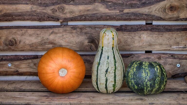 Monatsrückblick September 2025: Zwischen Kamera, flauschigen Begleitern und Herbstfarben