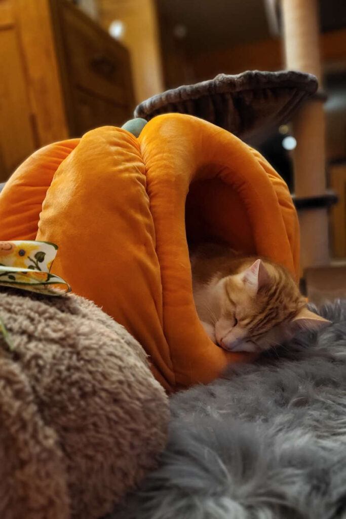 Felix liegt in der Kürbishöhle.