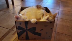 Monatsrückblick Oktober 2025: Wohnprojekte, Herbstlicht und digitales Aufräumen