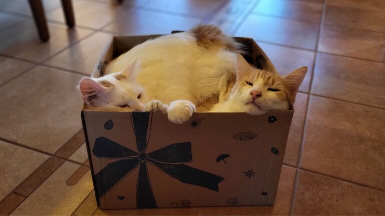 Monatsrückblick Oktober 2025: Wohnprojekte, Herbstlicht und digitales Aufräumen