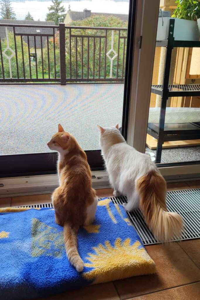 Felix und Yoshi vor der Terrassentür